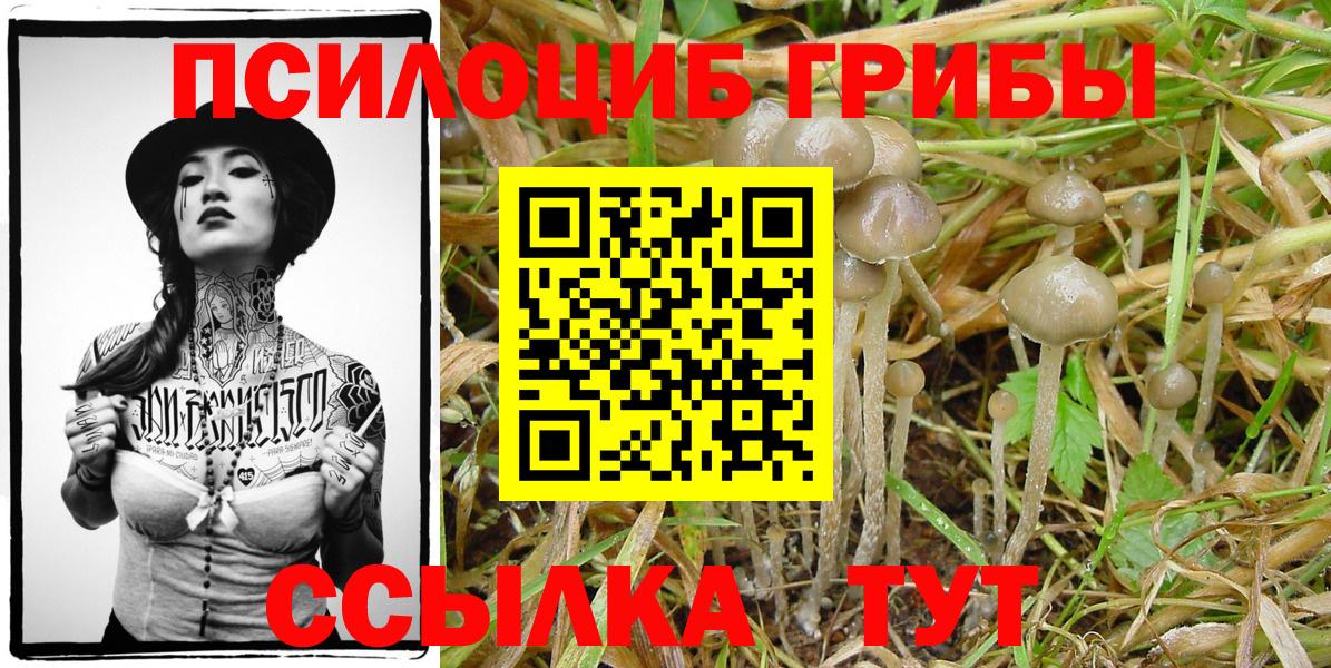 Галлюциногенные грибы Cubensis Беслан